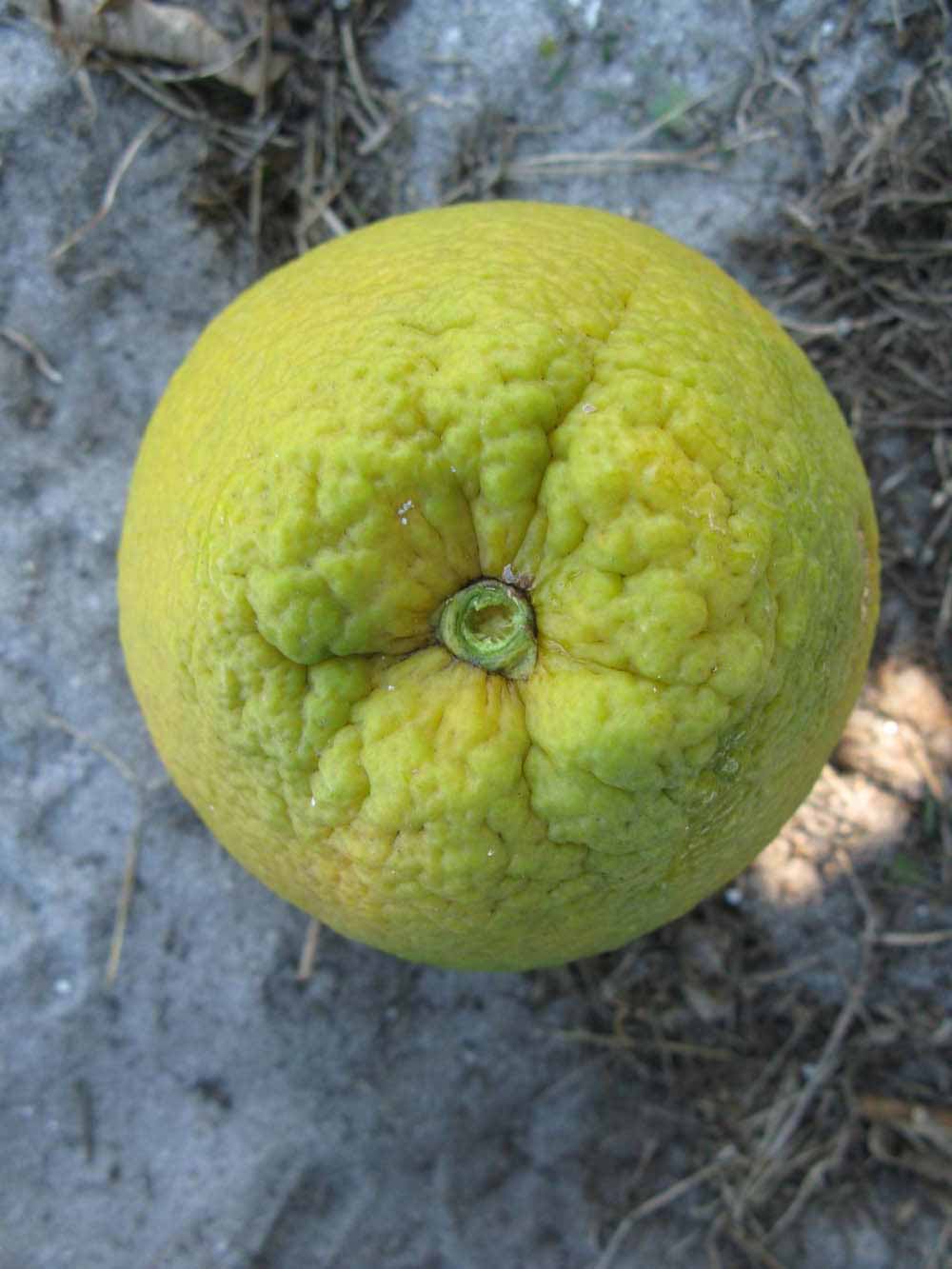            Fruit (Winter Haven, FL)   